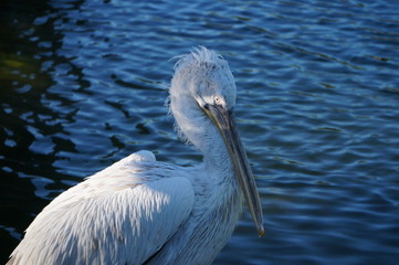 pelican in water