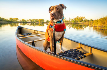 canoe paddling with pit bull dog