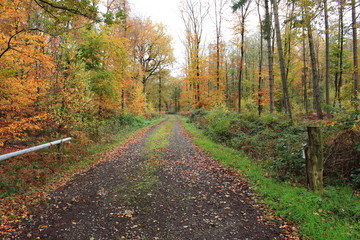 Landstraße im Herbst