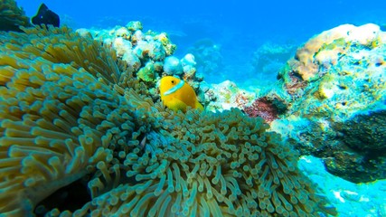 Fototapeta na wymiar coral reef with fish