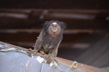 minomonkey