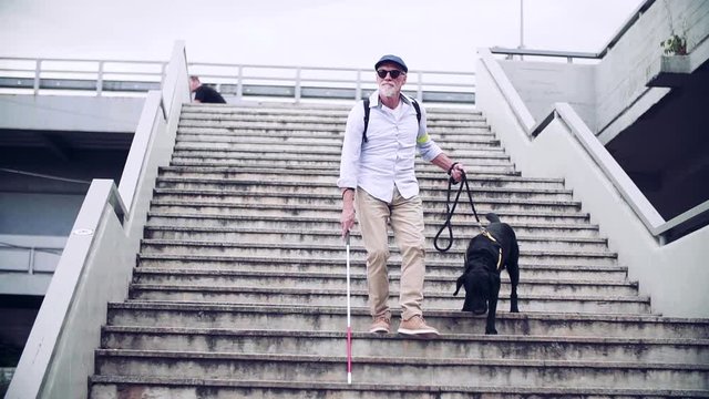 Senior blind man with guide dog walking down the stairs in city.