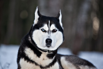 Dog breed Siberian Husky emotion portrait with different eyes on nature