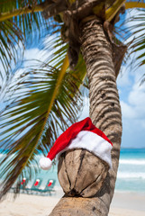 Wizened old coconut with Santa hat transforming a curving palm tree into a tropical Christmas tree