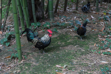 Colored cocks in the wild.