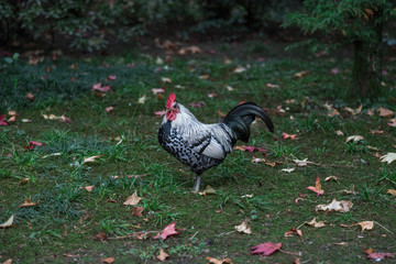 Beautiful cock on green grass.