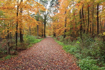 Obraz premium Landstraße im Herbst