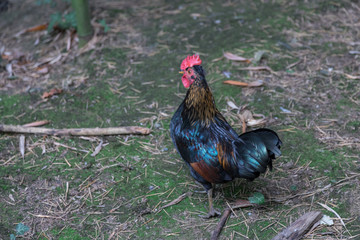 Beautiful cock on green grass.