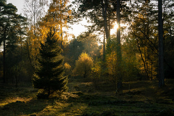 Beautiful scenery in the forest with sunbeams and sun rays shining trough the branches, taken in autumn time Dwingelderveld, the Netherlands