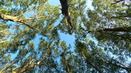 Crowns of poplar trees with green foliageview from below into the blue sky. View of the sky through...