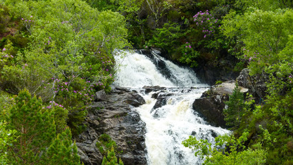 Fototapeta premium waterfall in the forest