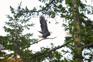 Eagle about to take flight