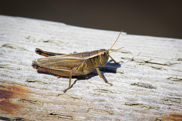 Grasshopper