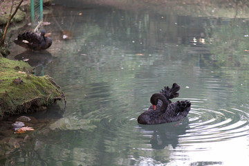 Black Swan on the lake, cleaning plumage.