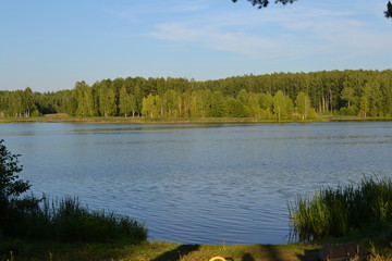 lake in the forest