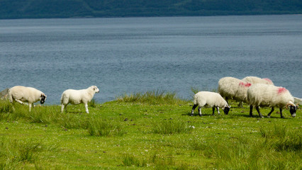 flock of sheep near a loch in scotland