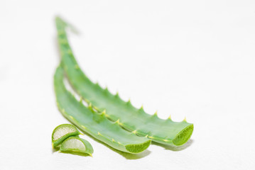 Aloe vera green leaves on a white background.