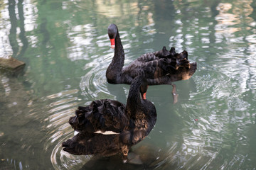 Fototapeta premium A flock of black swans on the pond.