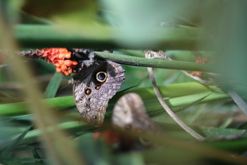 beautiful multi-colored butterfly in a greenhouse on a branch