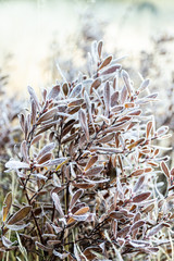 Brown leafed shrub covered with hoarfrost after the first morning frost