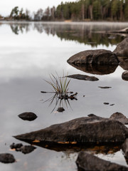 Macro of grassy reeds growing in a lake between rocks