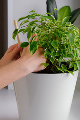 young woman loosens a ficus plant in a white pot. Concept of home garden. Spring time. Stylish interior with a lot of plants. Taking care of home plants. Template.