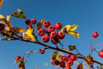 Beeren, Herbst, Hecke