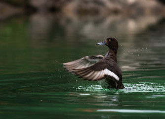 Reiherente flattert in einem grünen See