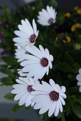 Fototapeta premium Blumen