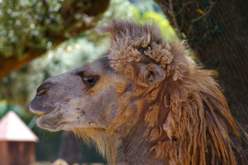 funny camel  head zoo safari