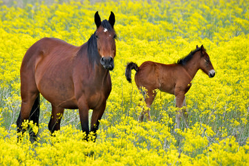 Dam (mother) foal (baby horse) in yellow flower field, Burns, Oregon 