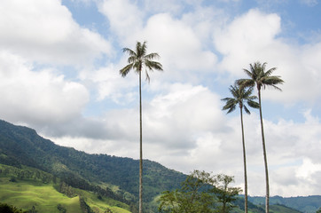 Fototapeta na wymiar Landscape with Quindio wax palms, Ceroxylon quindiuense, national tree of Colombia