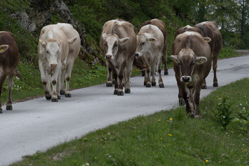 Kühe auf der Alm gehen in der Herde auf einer Strasse