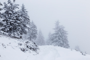 Obraz na płótnie Canvas Landscape scene in the mountain forest. Misty winter landscape in the snowy wood.