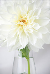 close up of white dahlia flower in a clear vase a white background. elegant white flower. vertical orientation.