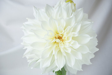 close up of a single white dahlia flower - obrazy, fototapety, plakaty