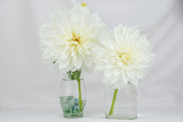 white dahlia flowers arranged in a clear vase on an elegant white background. floral table arrangement. 
