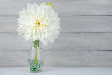 Single white dahlia in a clear vase with rustic wooden planks as background with copy space. floral table arrangement