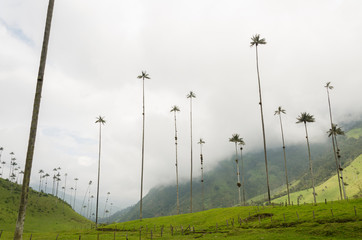 Fototapeta na wymiar Cocora valley landscape with Ceroxylon quindiuense, wax palms.