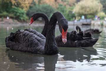 A flock of black swans on the pond.