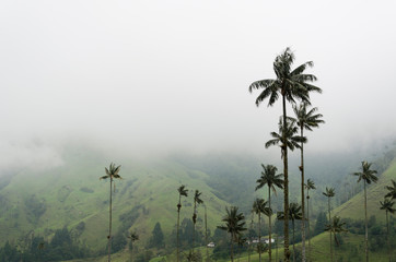 Obraz premium Cocora valley landscape with Ceroxylon quindiuense, wax palms.