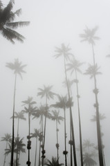 Cocora valley misty scene with Ceroxylon quindiuense, wax palms.