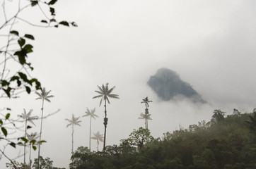 Cocora valley misty landscape; mountain, fog and wax palms
