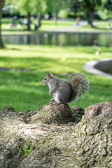 A squirrel eating nuts on the grass with sunlihgt in boston public garden