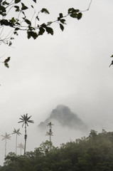 Cocora valley misty landscape; mountain, fog and wax palms