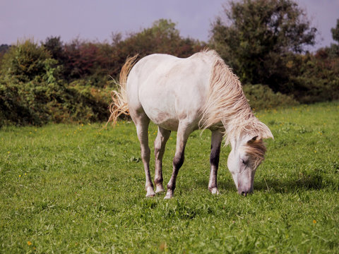 One white horse in a green field grazing grass, Selective focus.