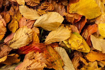Autumn yellow leaves on ground
