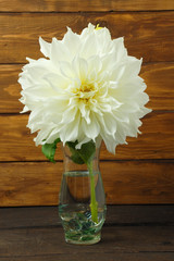 single white Dahlia flower in a clear vase on rustic wooden background. vertical orientaion