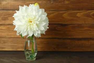 single white Dahlia flower in a clear vase on rustic wooden background with copy space