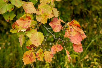  Golden autumn. Aspen branch with yellow, orange and green leaves. Withering nature in the forest.  October, ecology, environment, organic, leaf, texture, nature, autumn.